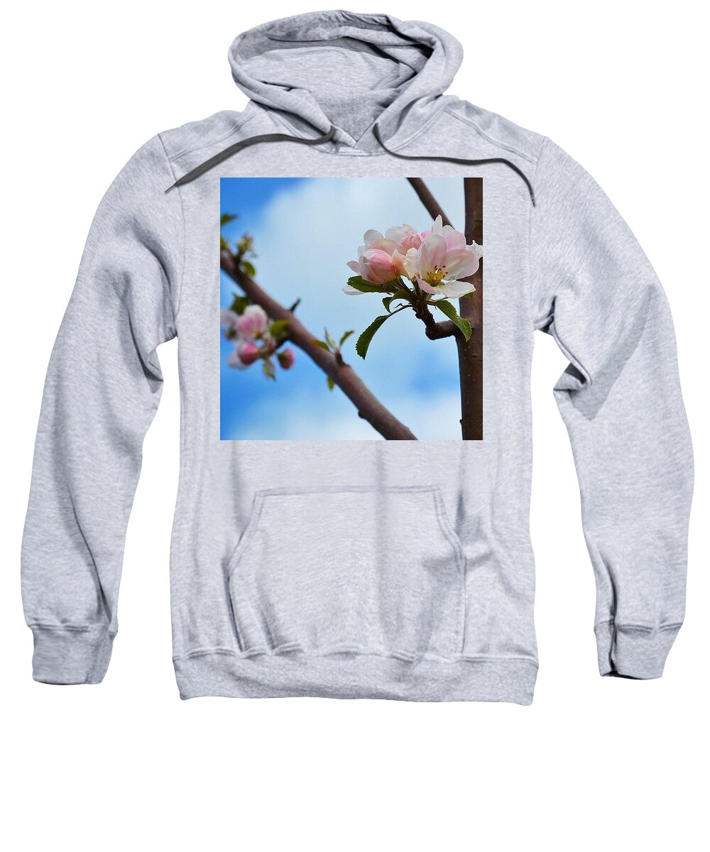 Instaaaaah Sweatshirt featuring the photograph Apple Blossom In The Sky by Silva Halo