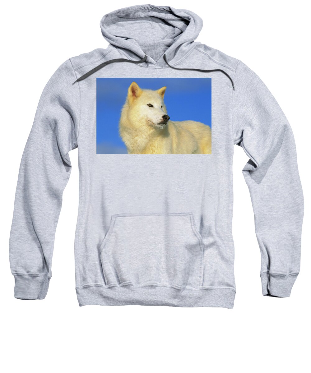 Mp Sweatshirt featuring the photograph Arctic Wolf Canis Lupus Portrait by Tom Vezo