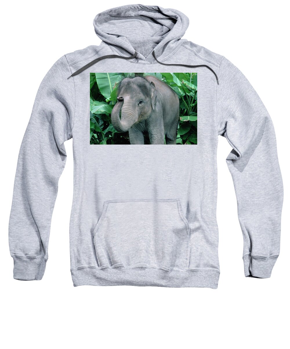 Mp Sweatshirt featuring the photograph Asian Elephant Elephas Maximus Baby by Gerry Ellis