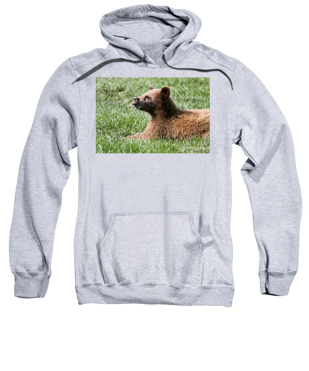 Animal. Wildlife Sweatshirt featuring the photograph Black Bear Cub I by Teresa Zieba