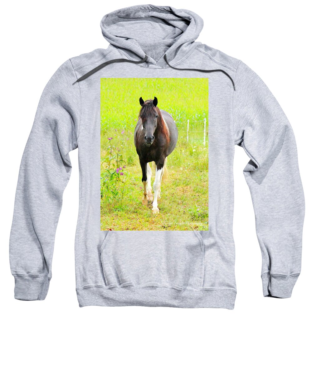  Sweatshirt featuring the photograph 'Cheers to Shiraz' by PJQandFriends Photography