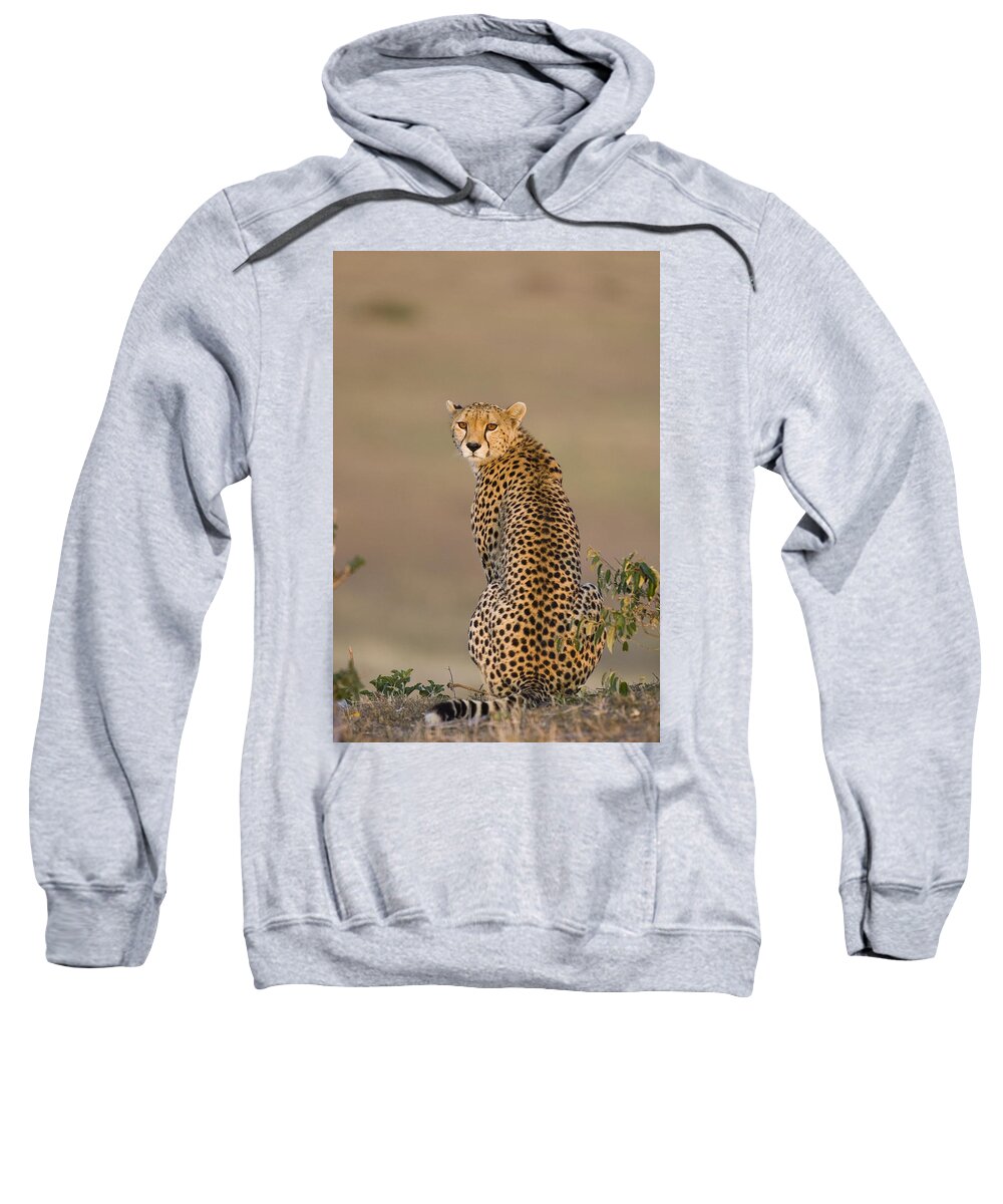 00761509 Sweatshirt featuring the photograph Cheetah Female Maasai Mara Reserve Kenya by Suzi Eszterhas