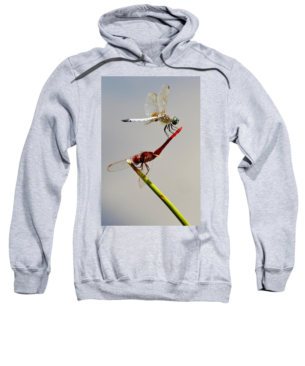 Dragonfly Sweatshirt featuring the photograph Circus Act by Melanie Moraga
