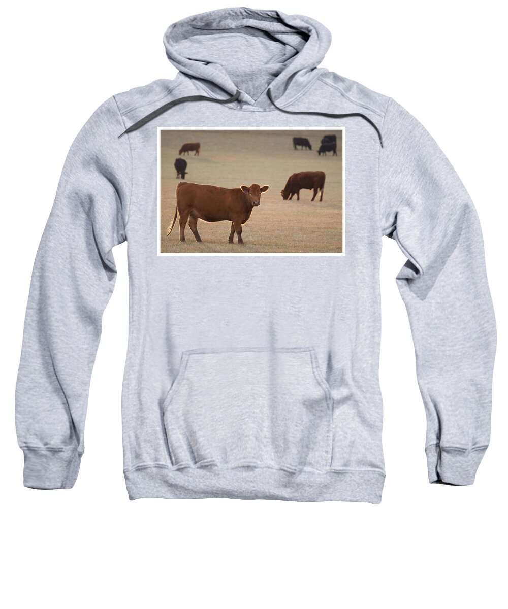 Cows Sweatshirt featuring the photograph Ethereal Cows by Mark Ivins