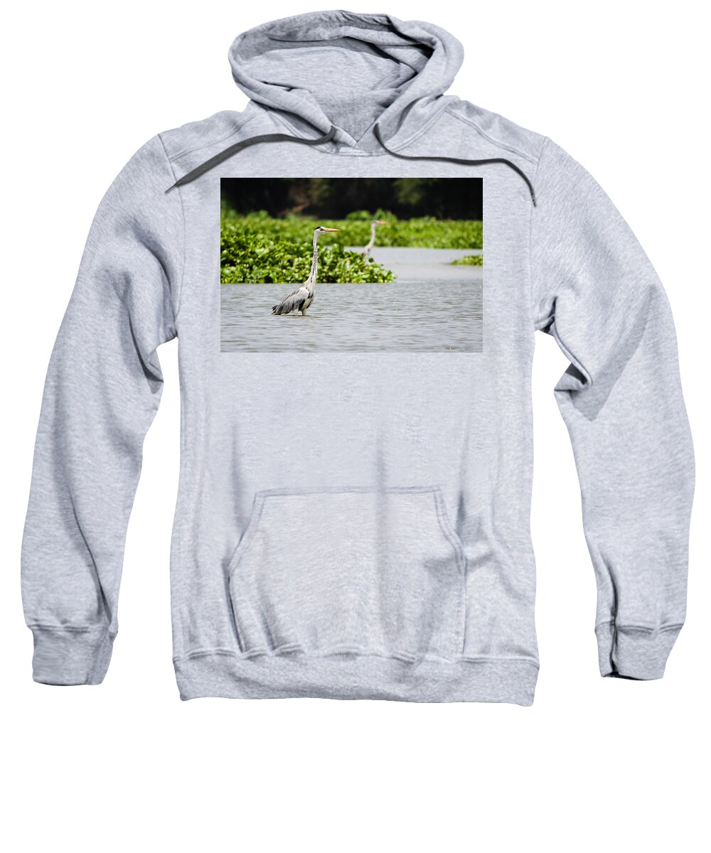 Grey Heron Sweatshirt featuring the photograph Grey Heron by SAURAVphoto Online Store