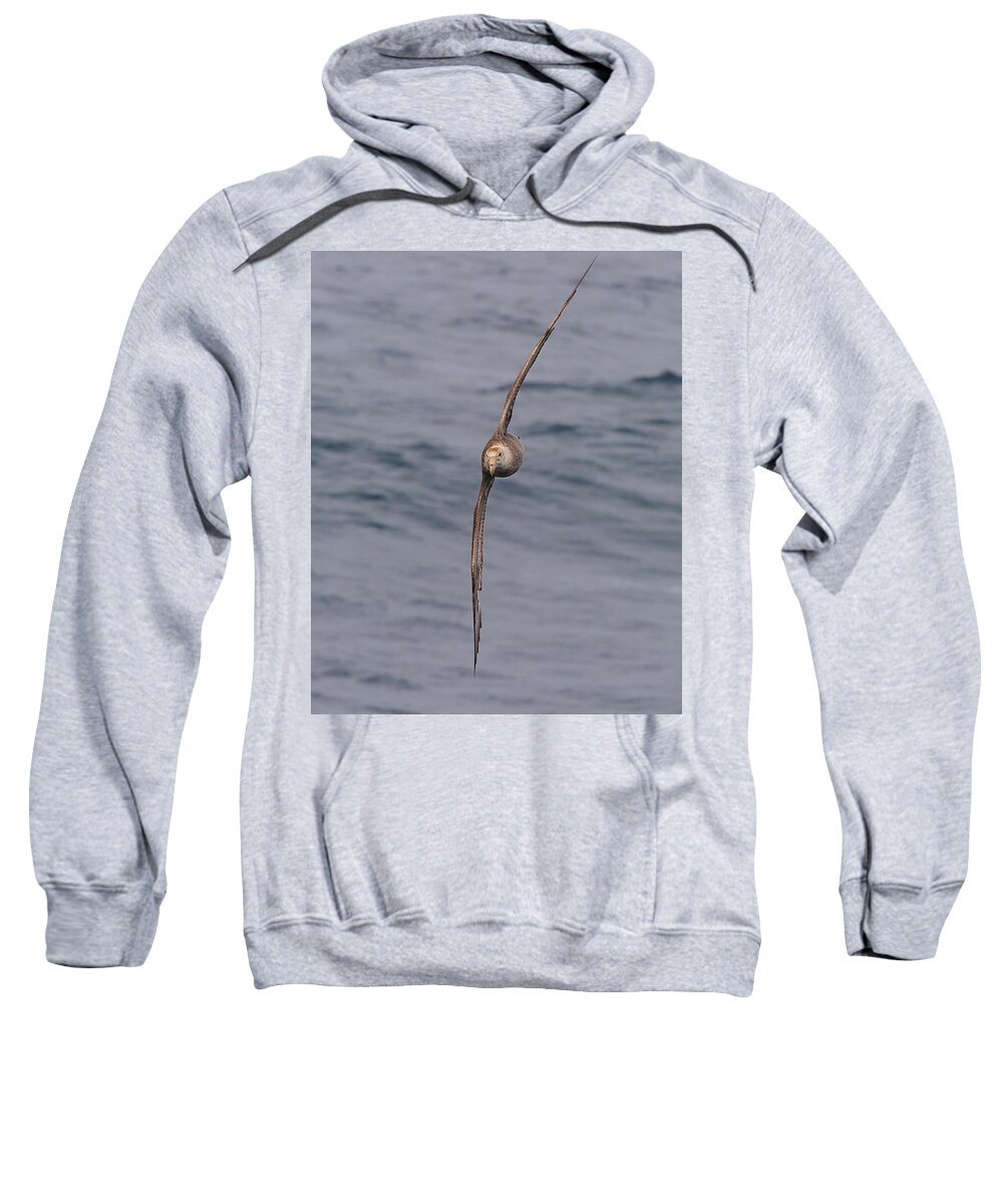 Southern Giant Petrel (macronectes Giganteus) Sweatshirt featuring the photograph Into The Wind by Tony Beck
