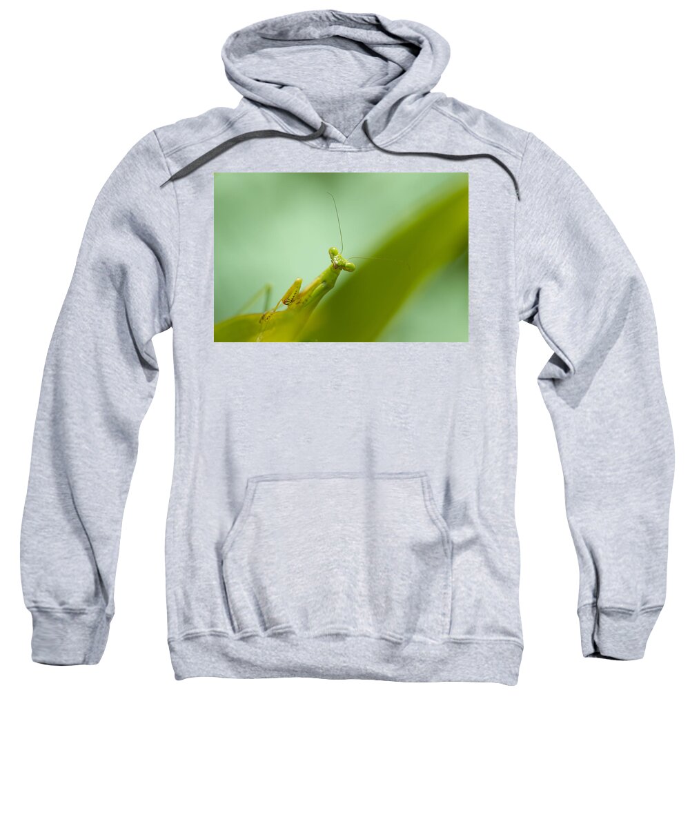 Praying Mantis Sweatshirt featuring the photograph Mean Green Fighting Machine by Kathy Clark