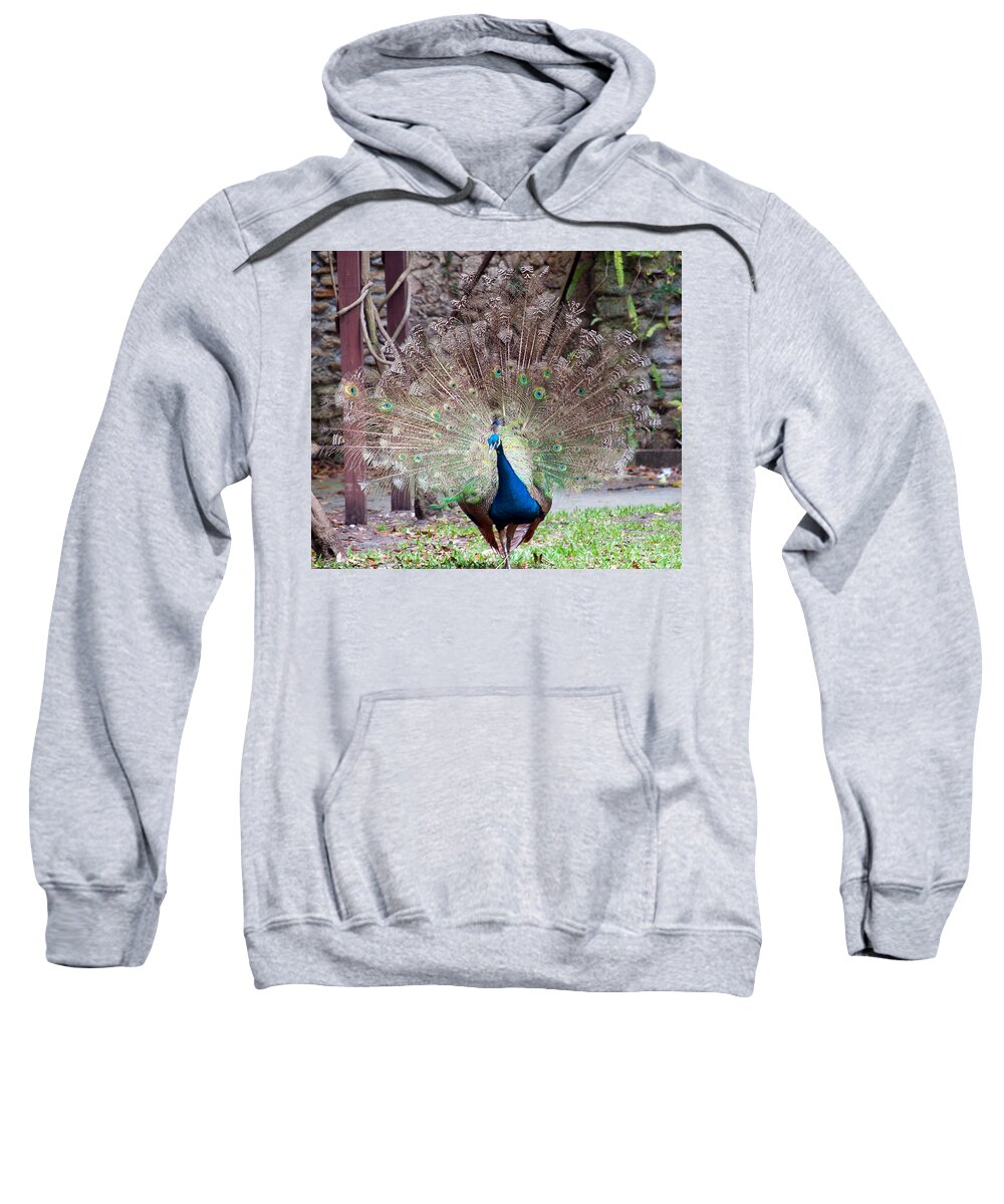 Wildlife Sweatshirt featuring the photograph Peacock Display by Kenneth Albin