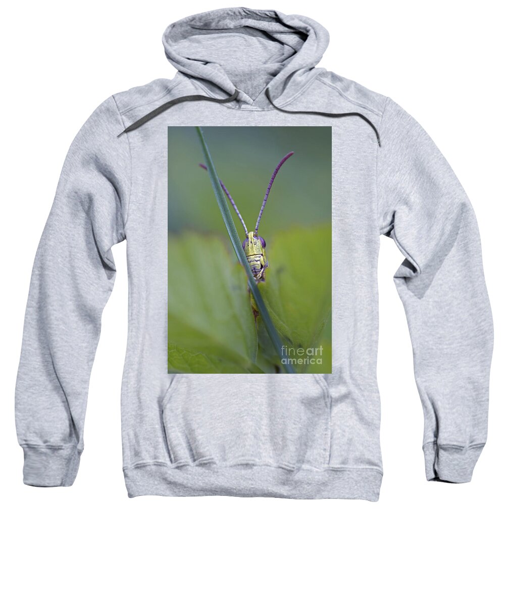 Insect Sweatshirt featuring the photograph Peek-A-Boo by Michal Boubin