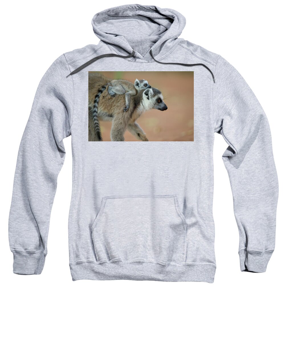 Mp Sweatshirt featuring the photograph Ring-tailed Lemur Lemur Catta Baby by Cyril Ruoso