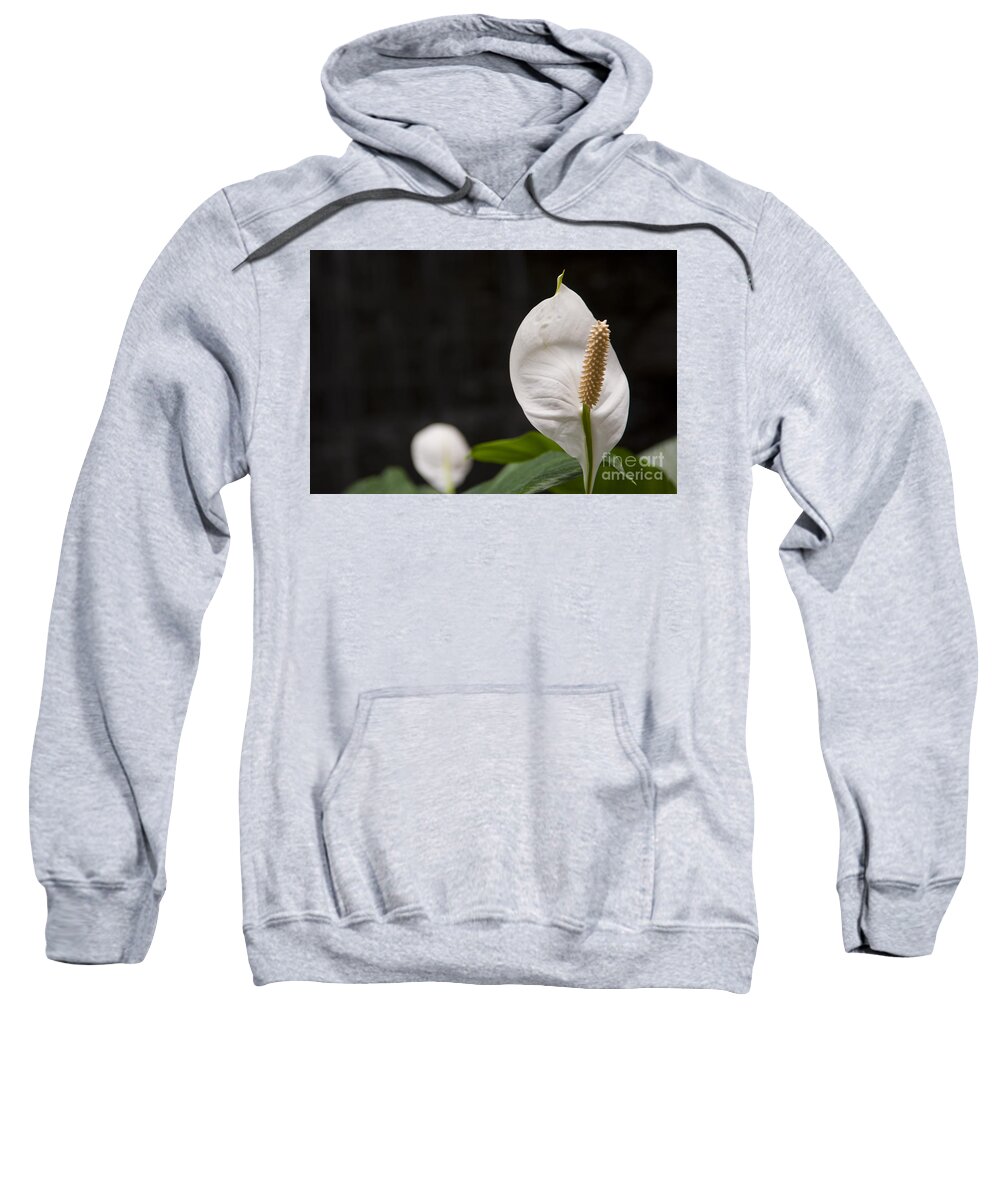Flower Sweatshirt featuring the photograph Closeup shot of the Peace Lily Spathiphyllum by Dejan Jovanovic