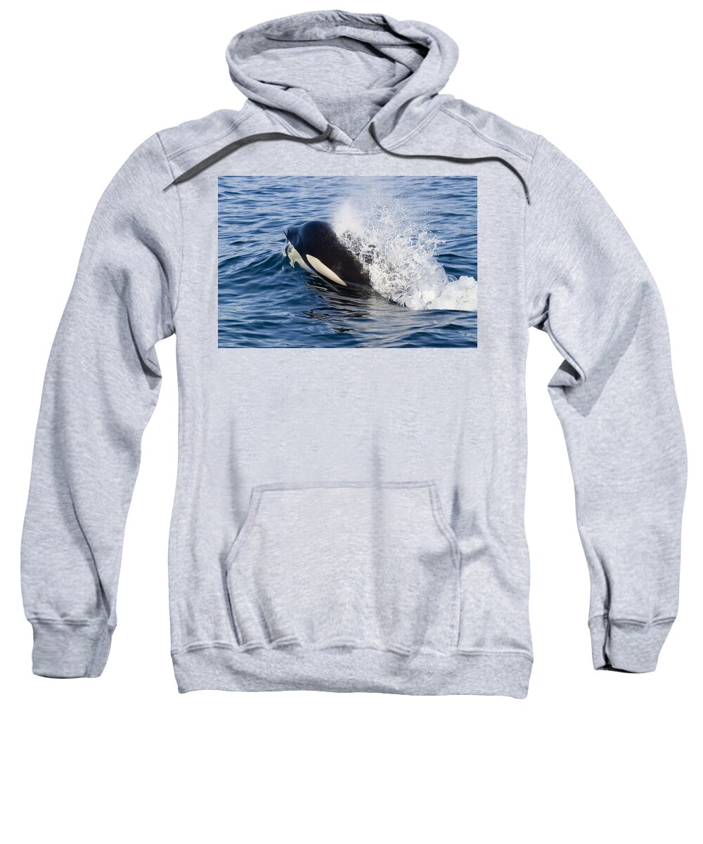 00999108 Sweatshirt featuring the photograph Surfacing Orca Spouting by Flip Nicklin