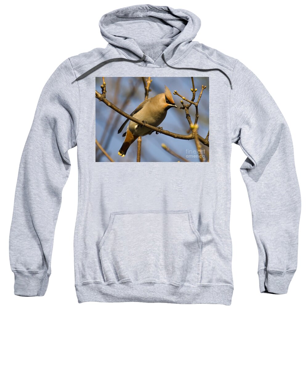 Waxwing Sweatshirt featuring the photograph Waxwing by Steev Stamford