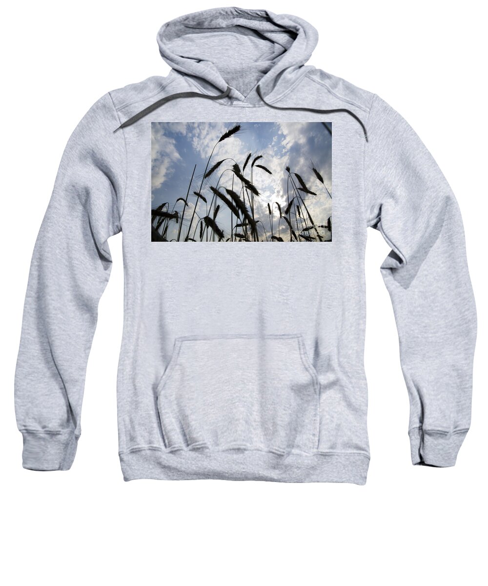 bille hack tempereret Wheat with blue sky Adult Pull-Over Hoodie by Mats Silvan - Pixels