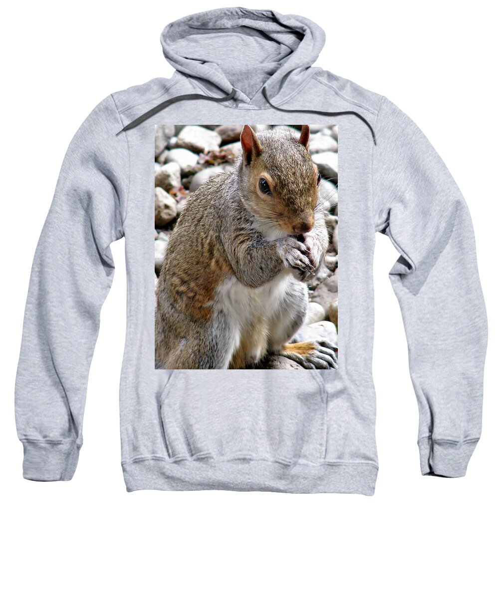 Squirrel Sweatshirt featuring the photograph Where are the Peanuts by Rory Siegel