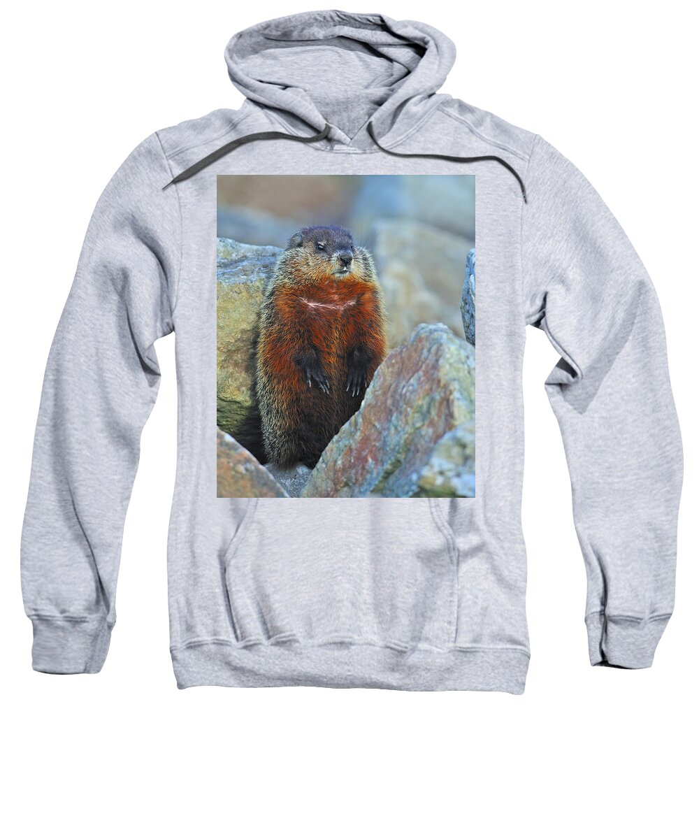 Groundhog Sweatshirt featuring the photograph Woodchuck by Tony Beck