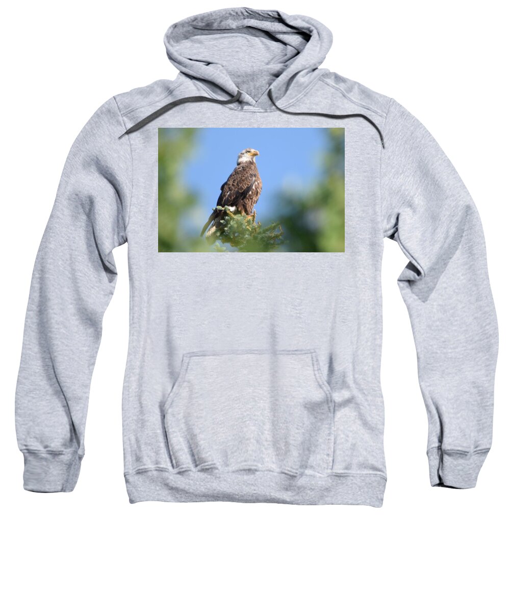 Bald Eagle Sweatshirt featuring the photograph Bald Eagle Juvenile Burgess Res CO by Margarethe Binkley