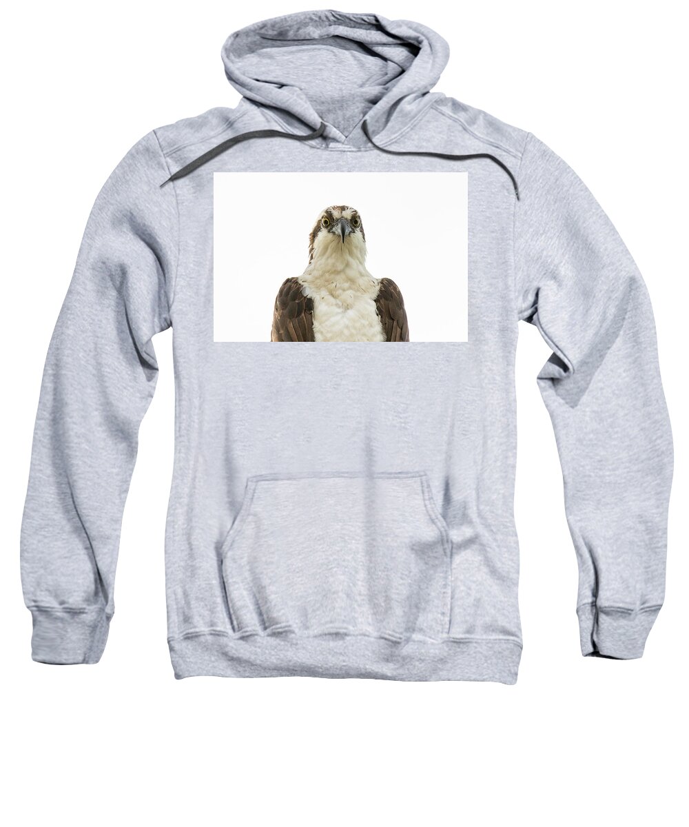 Osprey Sweatshirt featuring the photograph An Osprey's Stare #1 by Tony Hake