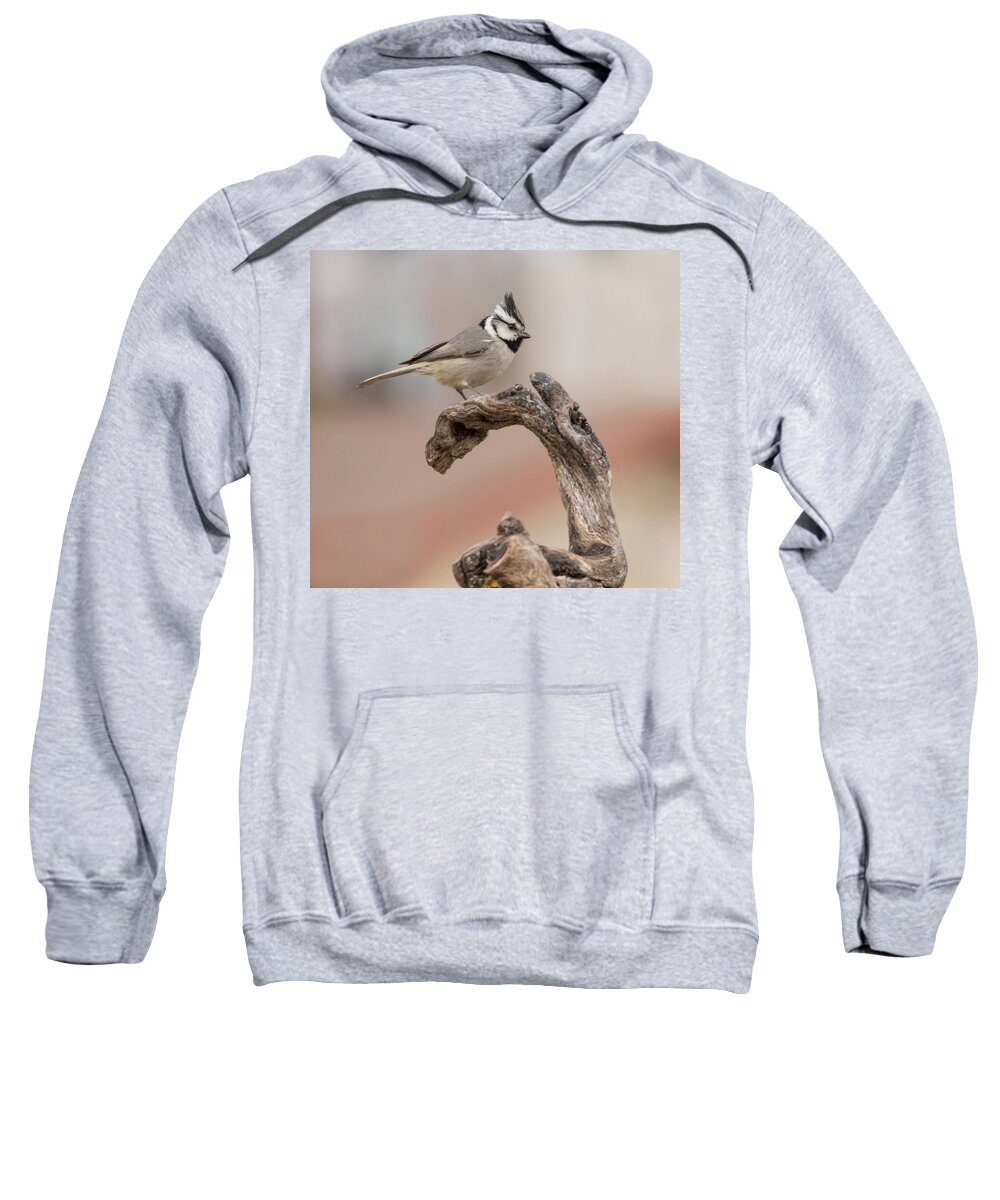 Bridled_titmouse Sweatshirt featuring the photograph Bridled Titmouse #3 by Tam Ryan