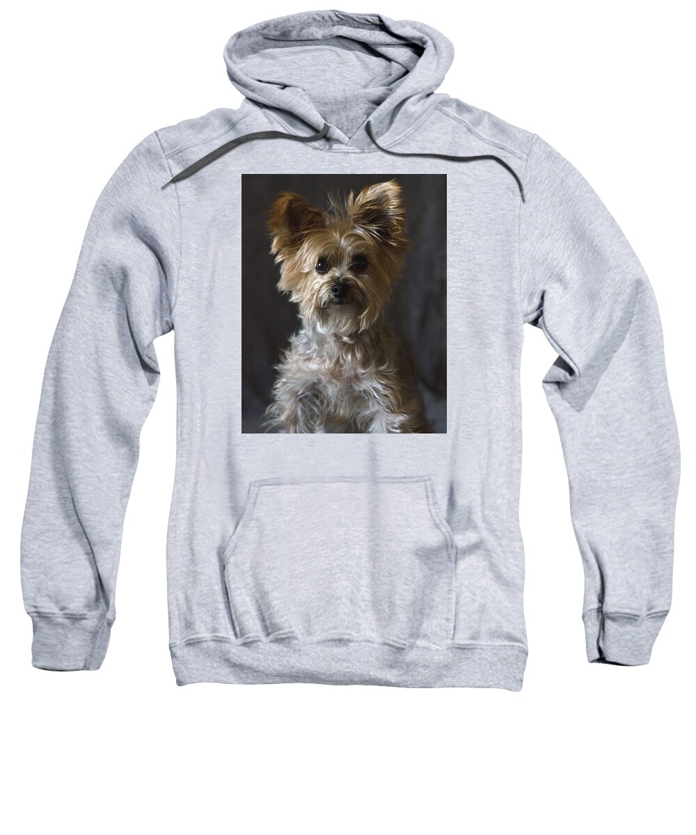 Yorkie Terrier Photography Sweatshirt featuring the photograph Buster #1 by Irina ArchAngelSkaya