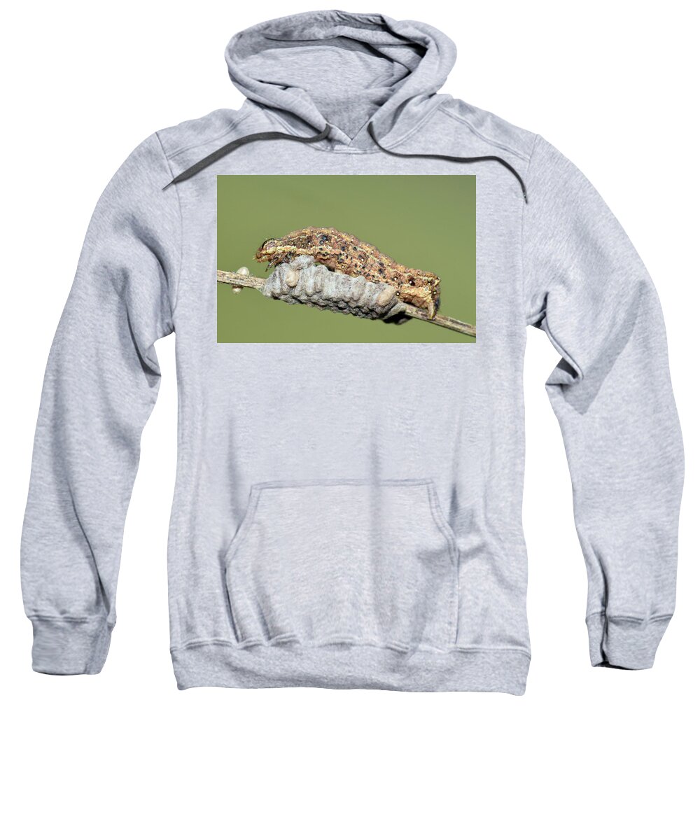 Photograph Sweatshirt featuring the photograph Caterpillar and Parasitic Wasp Eggs #1 by Larah McElroy