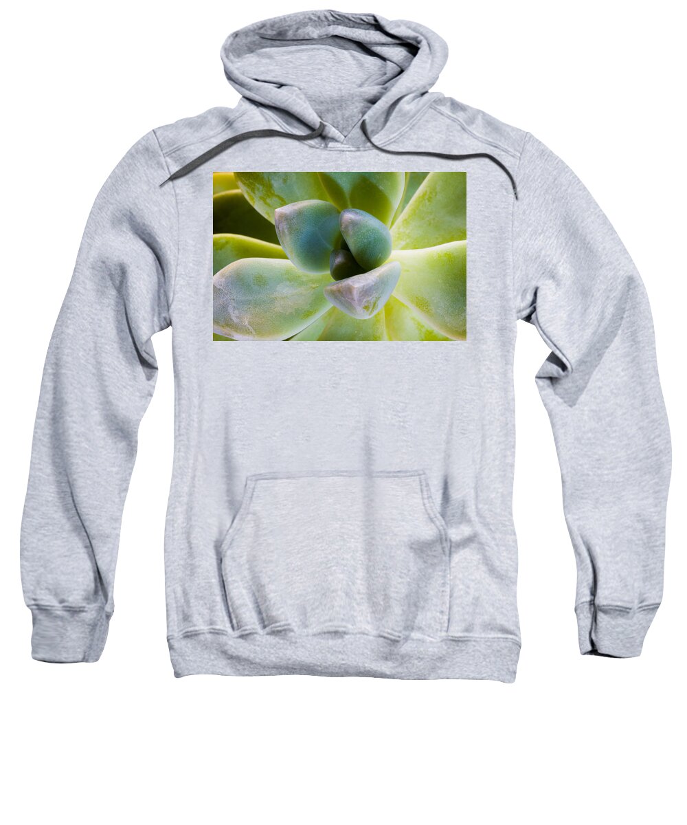 Beautiful Sweatshirt featuring the photograph Blue Pearl Plant by Raul Rodriguez