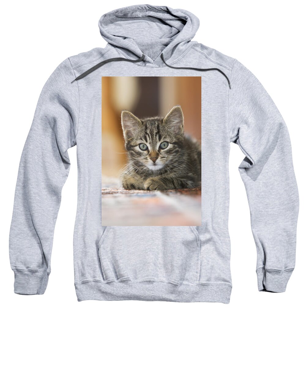 Mp Sweatshirt featuring the photograph Domestic Cat Felis Catus Kitten #1 by Konrad Wothe