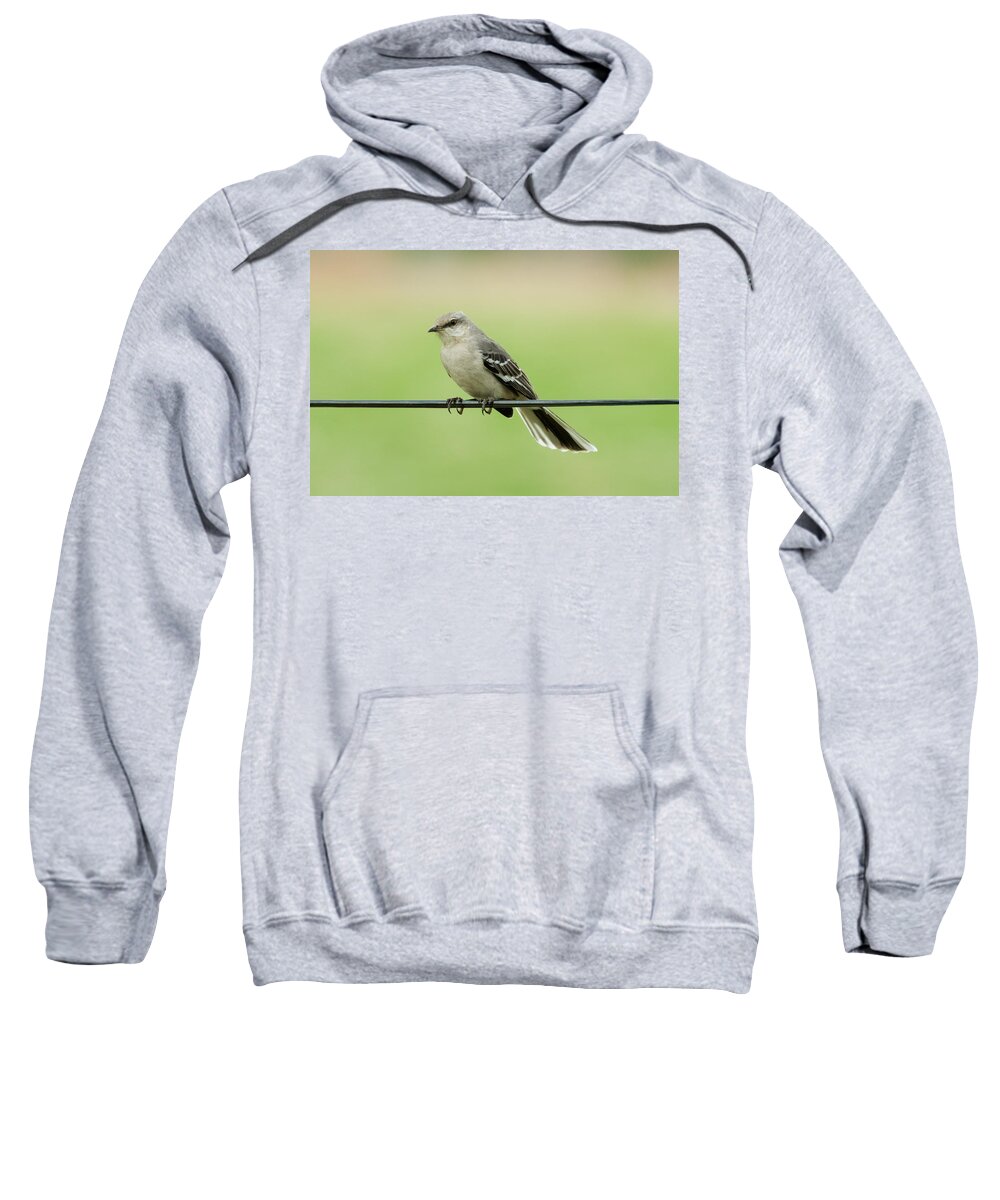 Bird Sweatshirt featuring the photograph Northern Mockingbird by Holden The Moment
