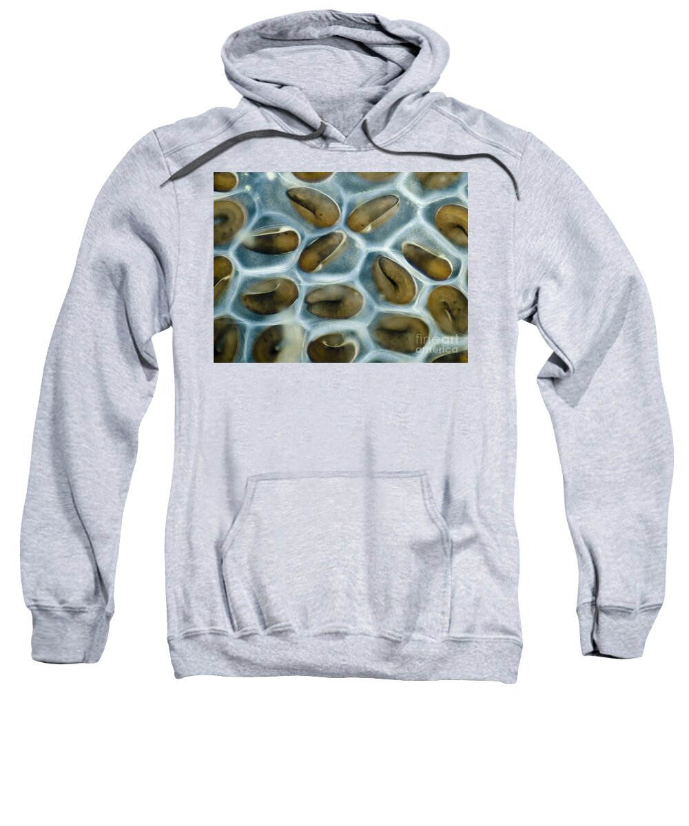Clutch Sweatshirt featuring the photograph Biting Midge Eggs Ceratopogonidae Sp #2 by Rubn Duro/BioMEDIA ASSOCIATES LLC