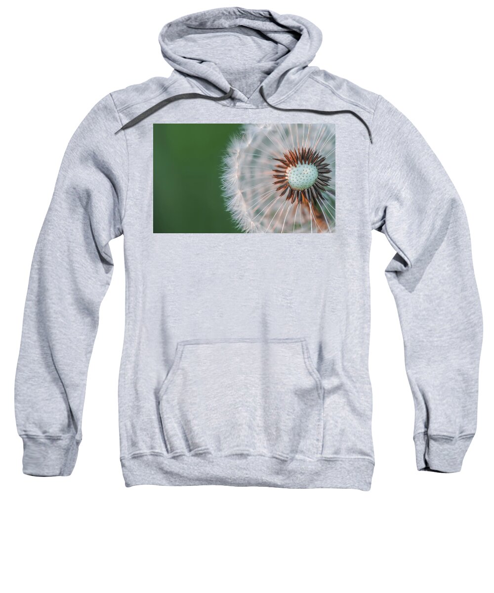 Abstract Sweatshirt featuring the photograph Dandelion #2 by Bess Hamiti