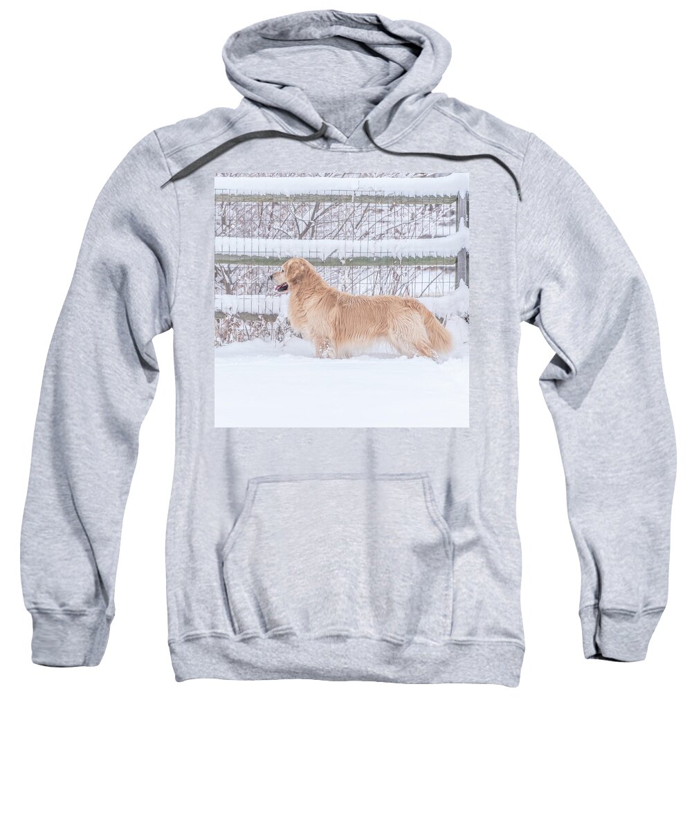 Dogs Sweatshirt featuring the photograph Ever Watchful #2 by Jennifer Grossnickle