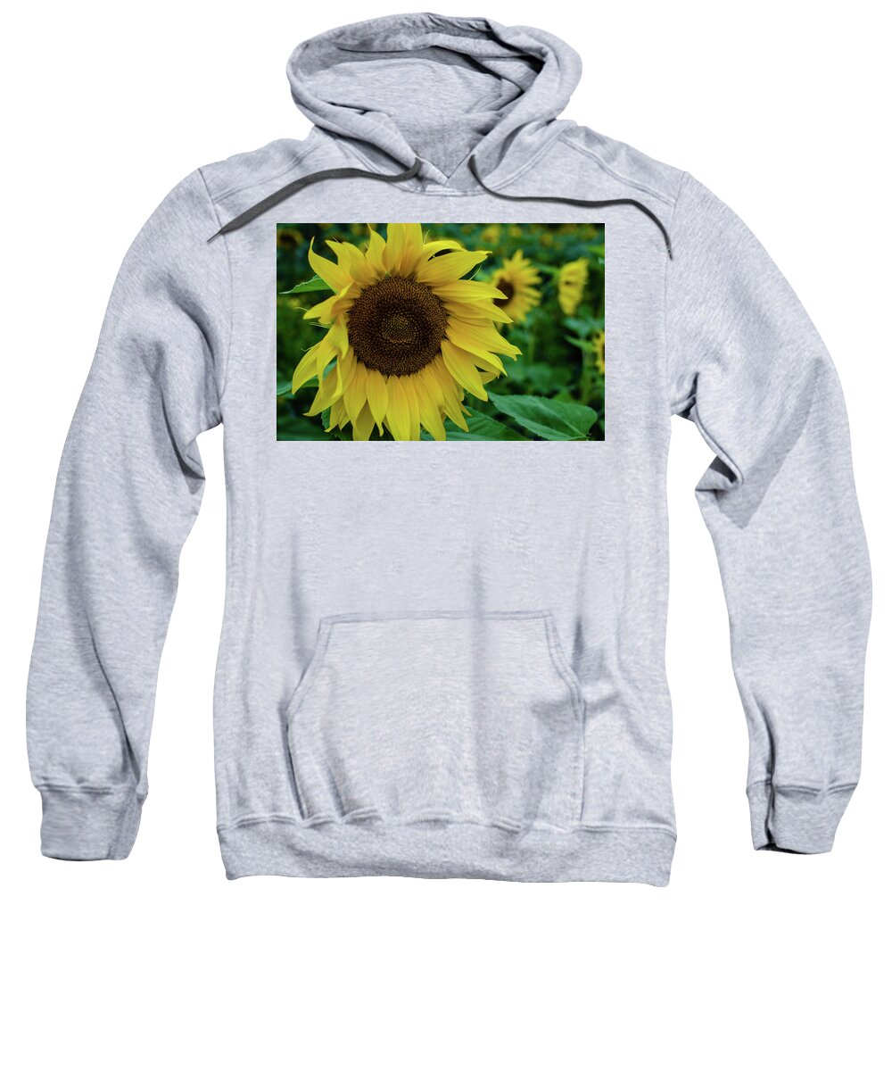 Winterpacht Sweatshirt featuring the photograph Sunflower Fields #2 by Miguel Winterpacht