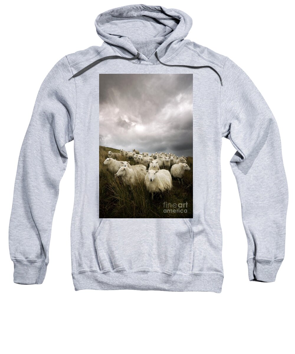 Welsh Sweatshirt featuring the photograph Welsh lamb #2 by Ang El