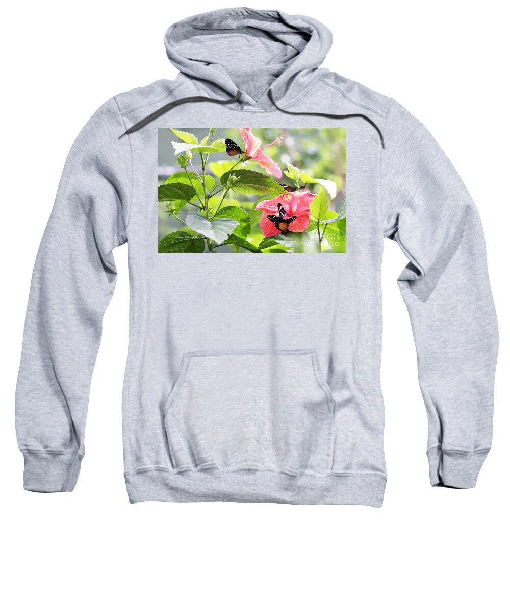 Butterfly Wonderland Sweatshirt featuring the photograph Cream-Spotted Clearwing Butterfly by Richard J Thompson