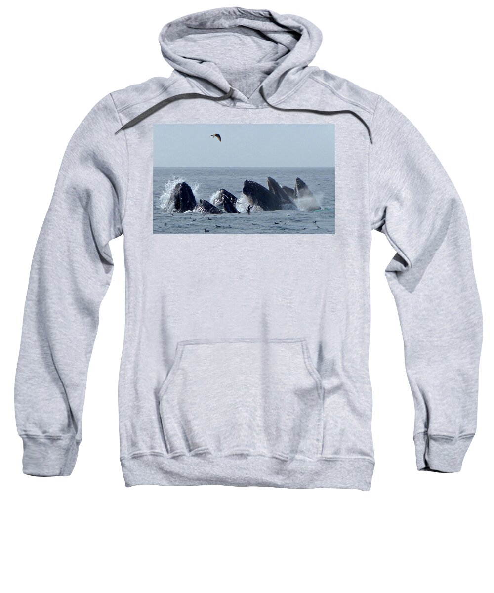 Whale Watch Sweatshirt featuring the photograph 5 Humpbacks Lunge Feeding #1 by Amelia Racca