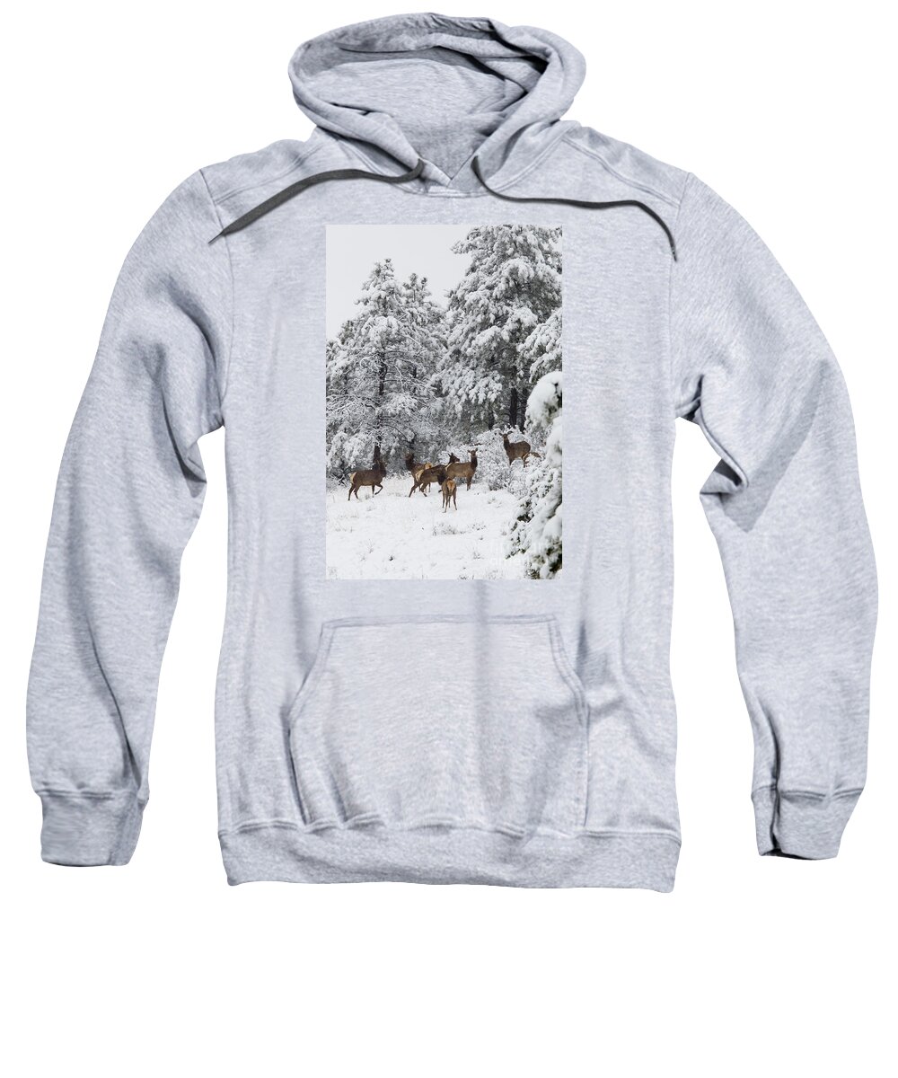 Elk Sweatshirt featuring the photograph Elk in Deep Snow in the Pike National Forest #9 by Steven Krull