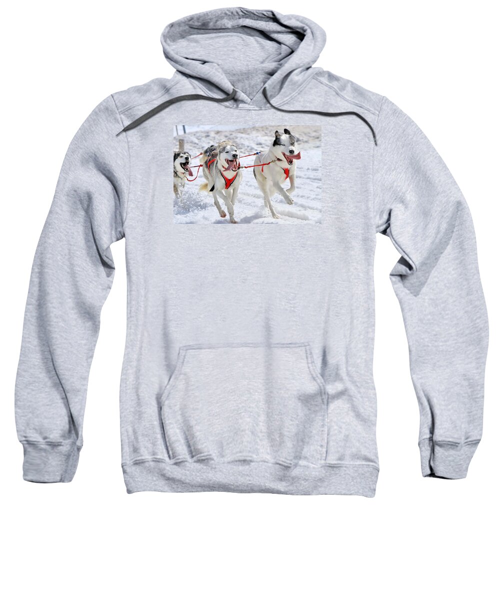 Action Sweatshirt featuring the photograph A husky sled dog team at work by Elenarts - Elena Duvernay photo