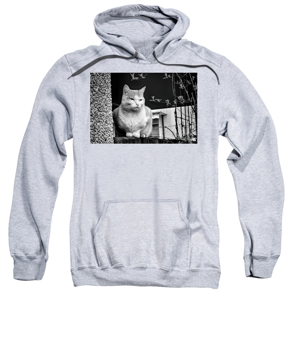 Cat Sweatshirt featuring the photograph Aloof by Mimulux Patricia No