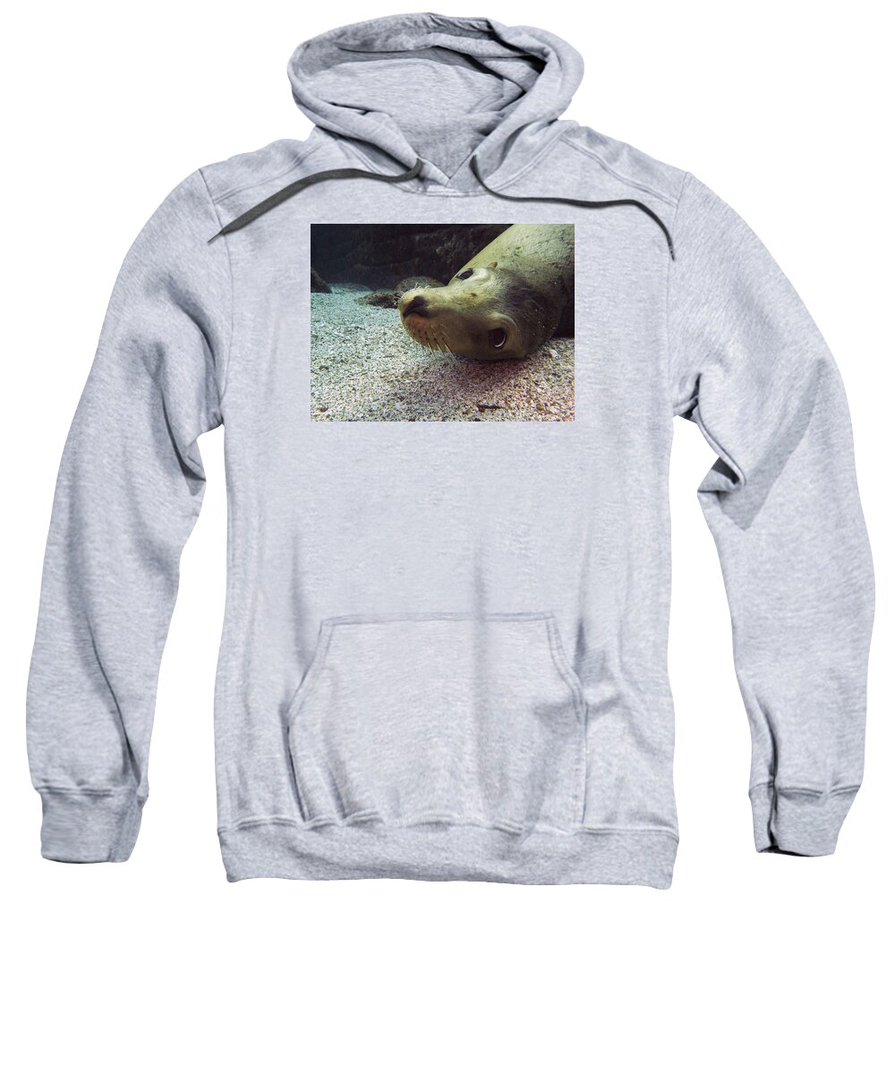 Underwater Sweatshirt featuring the photograph Am I cute? asks the sea lion by Matt Swinden
