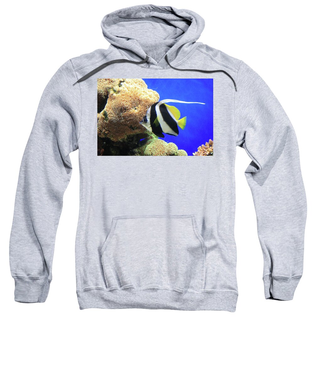 Angelfish Sweatshirt featuring the photograph Angelfish - Monterey Bay Aquarium by Lou Ford