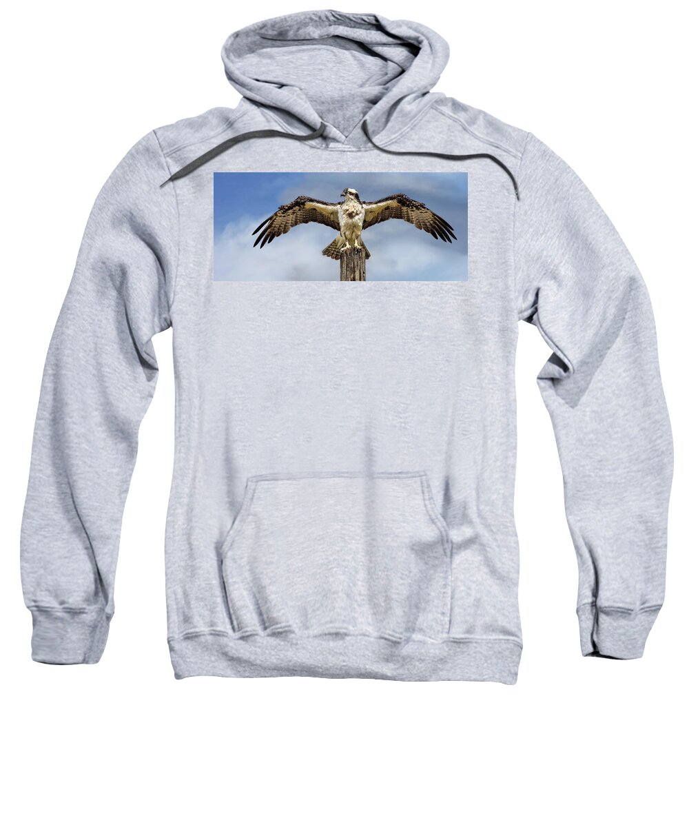 Bird Sweatshirt featuring the photograph Anyone Have a Hairdryer? by Bruce Bonnett