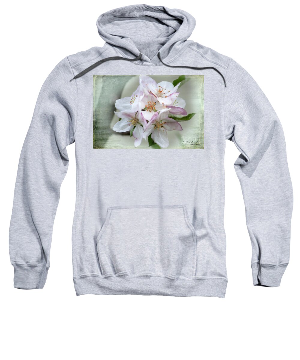 Apple Blossoms Sweatshirt featuring the photograph Apple Blossoms from my Hepburn Garden by Chris Armytage