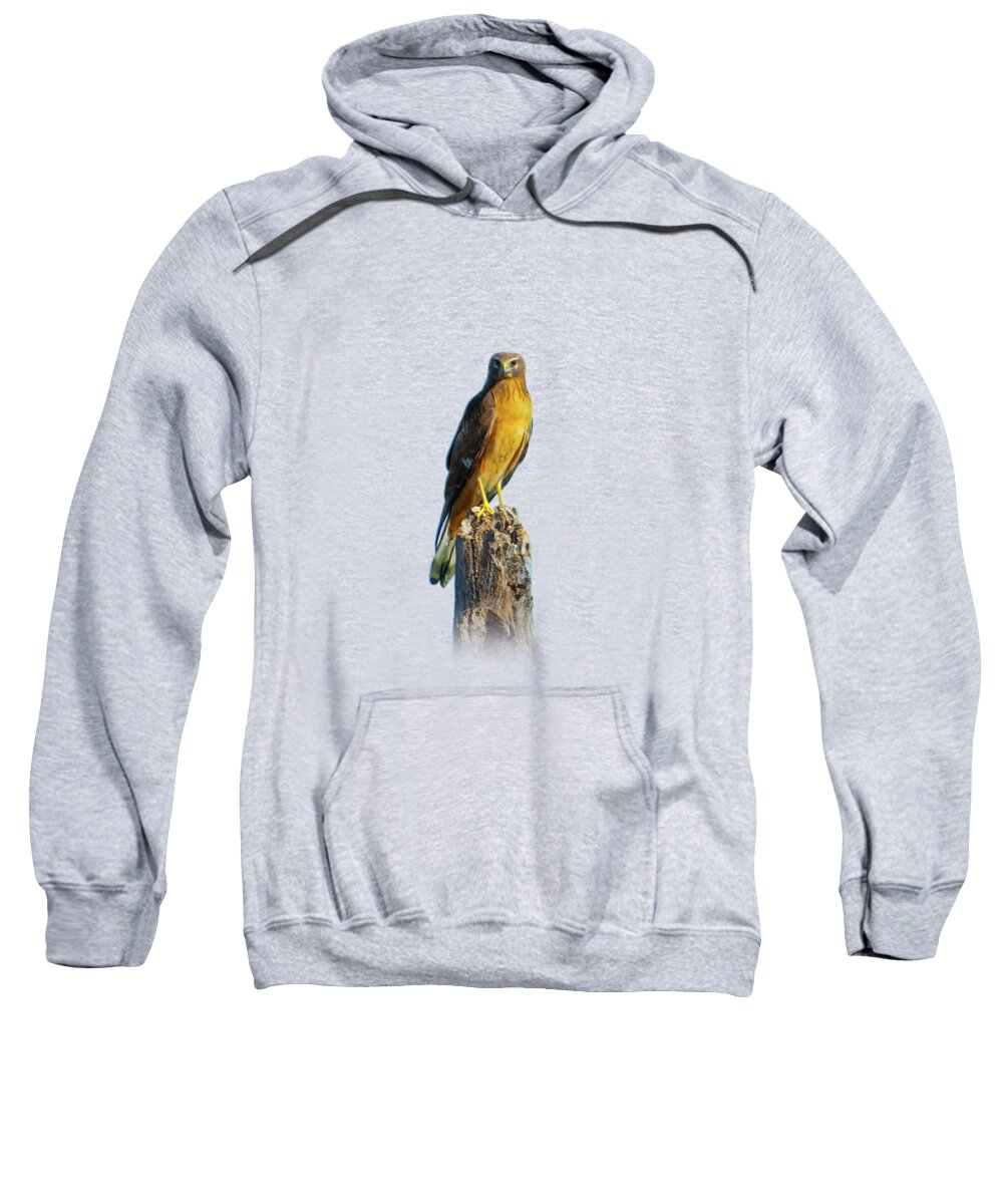 Northern Harrier Sweatshirt featuring the photograph Northern Harrier Hawk by Mark Andrew Thomas