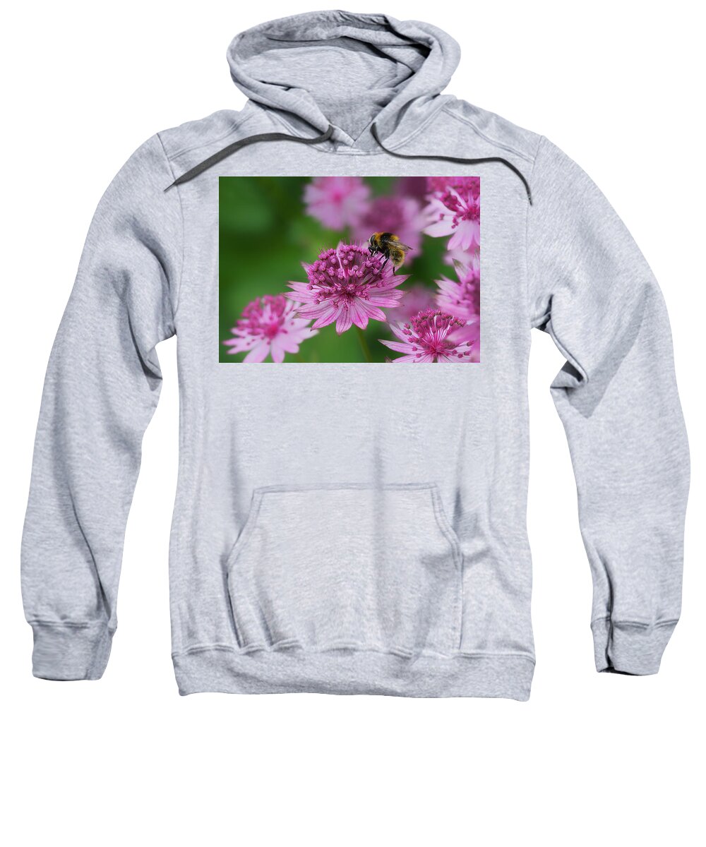 Nature Sweatshirt featuring the photograph Pollination by Shirley Mitchell