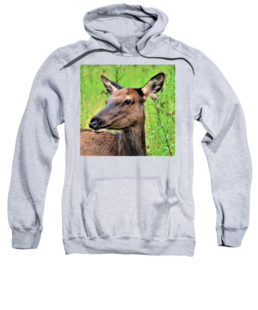 Elk Sweatshirt featuring the photograph Attentive Yearling by Chuck Brown