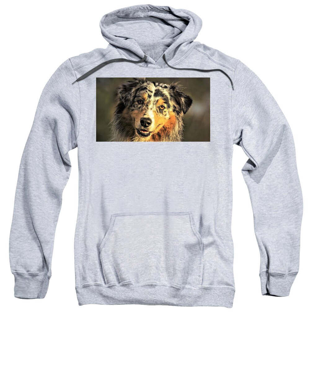 Australian Shepherd Sweatshirt featuring the digital art Australian Shepherd by Super Lovely