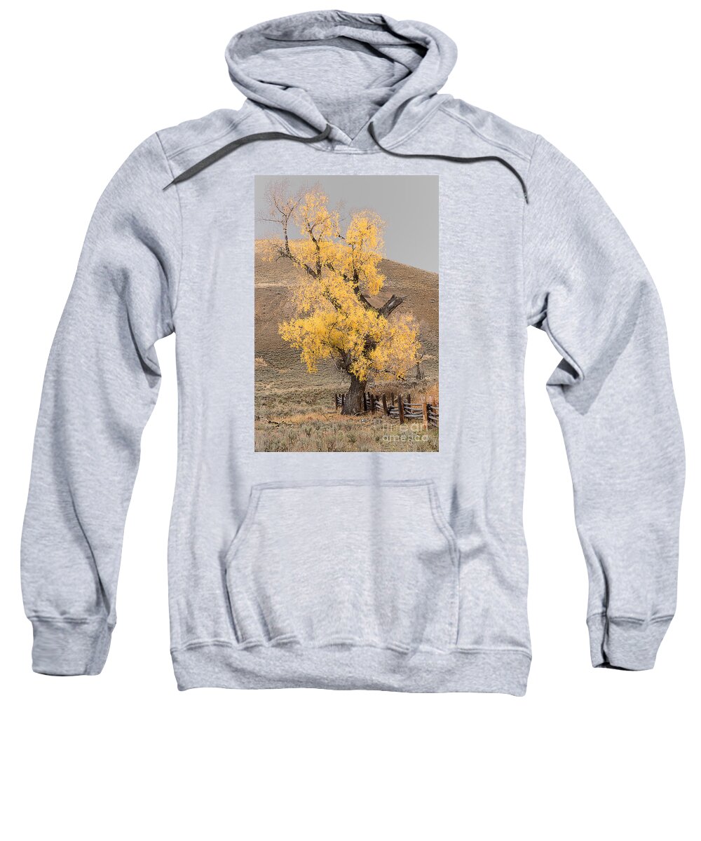 Yellowstone Sweatshirt featuring the photograph Autumn in Yellowstone by Dennis Hammer
