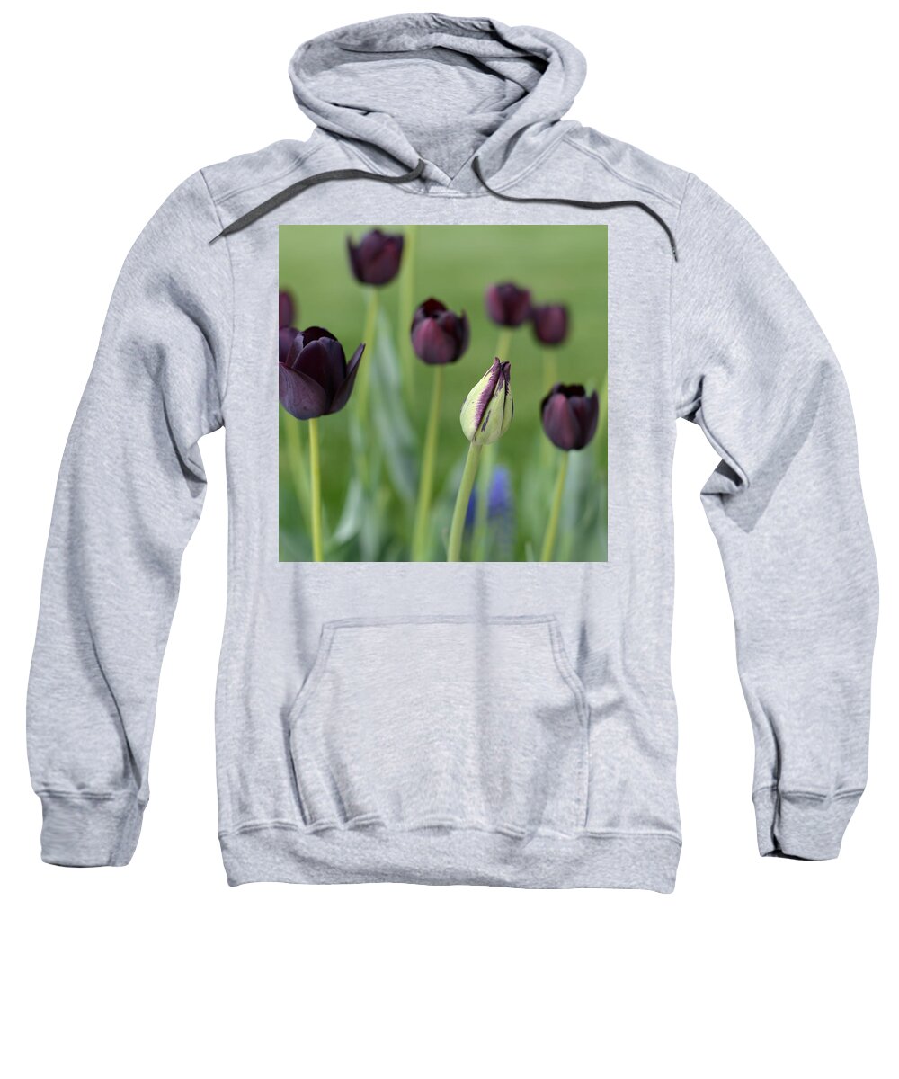 Tulips Sweatshirt featuring the photograph Baby Bloomer by Linda Mishler