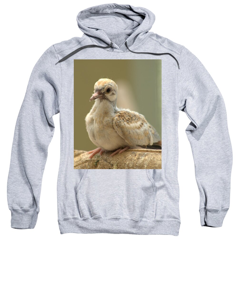 Bird Sweatshirt featuring the photograph Baby Diamond Dove Geopelia cuneata by Nathan Abbott