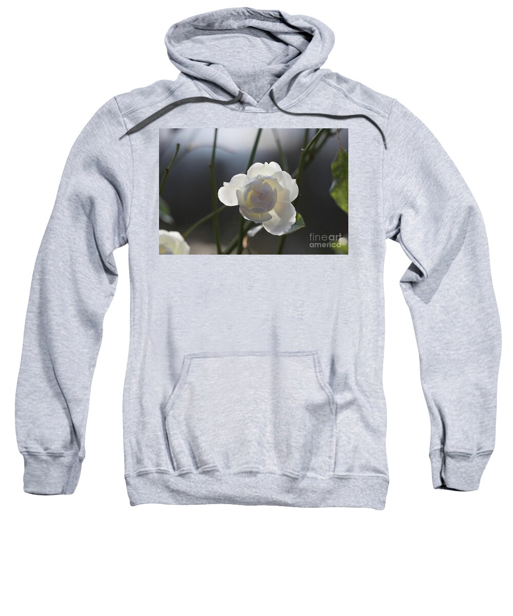 White Sweatshirt featuring the photograph Backlit White Rose by Eva Lechner